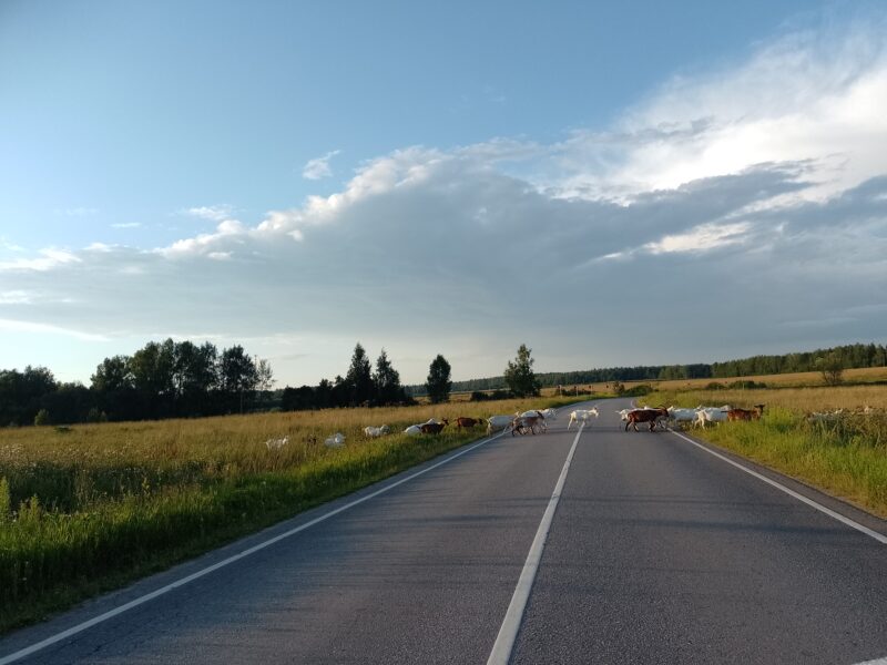 Автодорога (лыжероллеры) Н Горбово — Лызлово, состояние на 6 августа 2025 по отзыву, фото 1. 